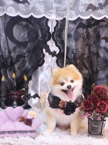 20231021モコくん